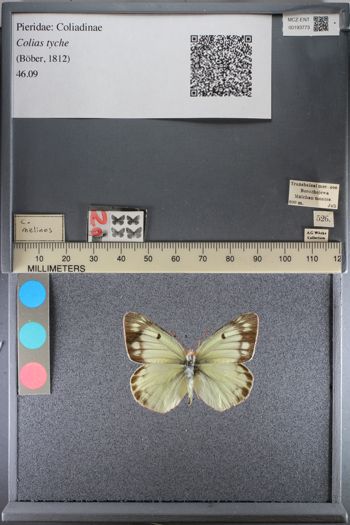 Media type: image;   Entomology 193773